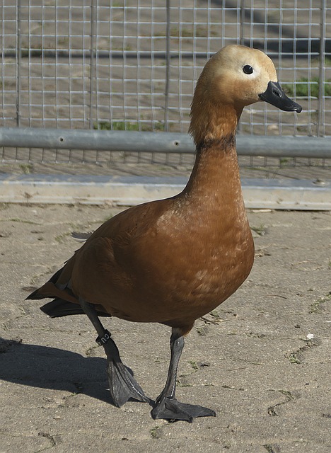 时代